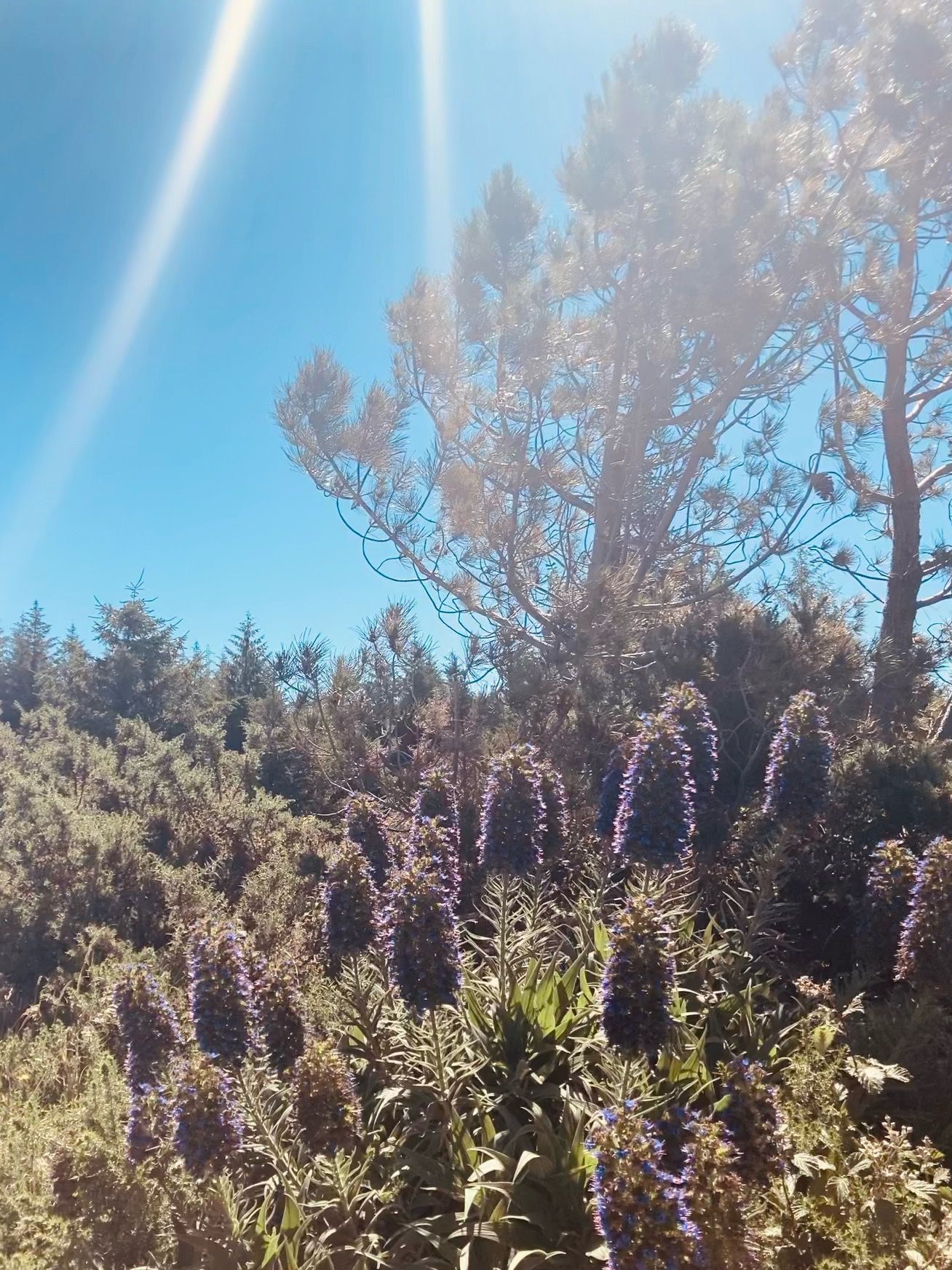 Born from Fire and Sea, the geological birth of Madeira