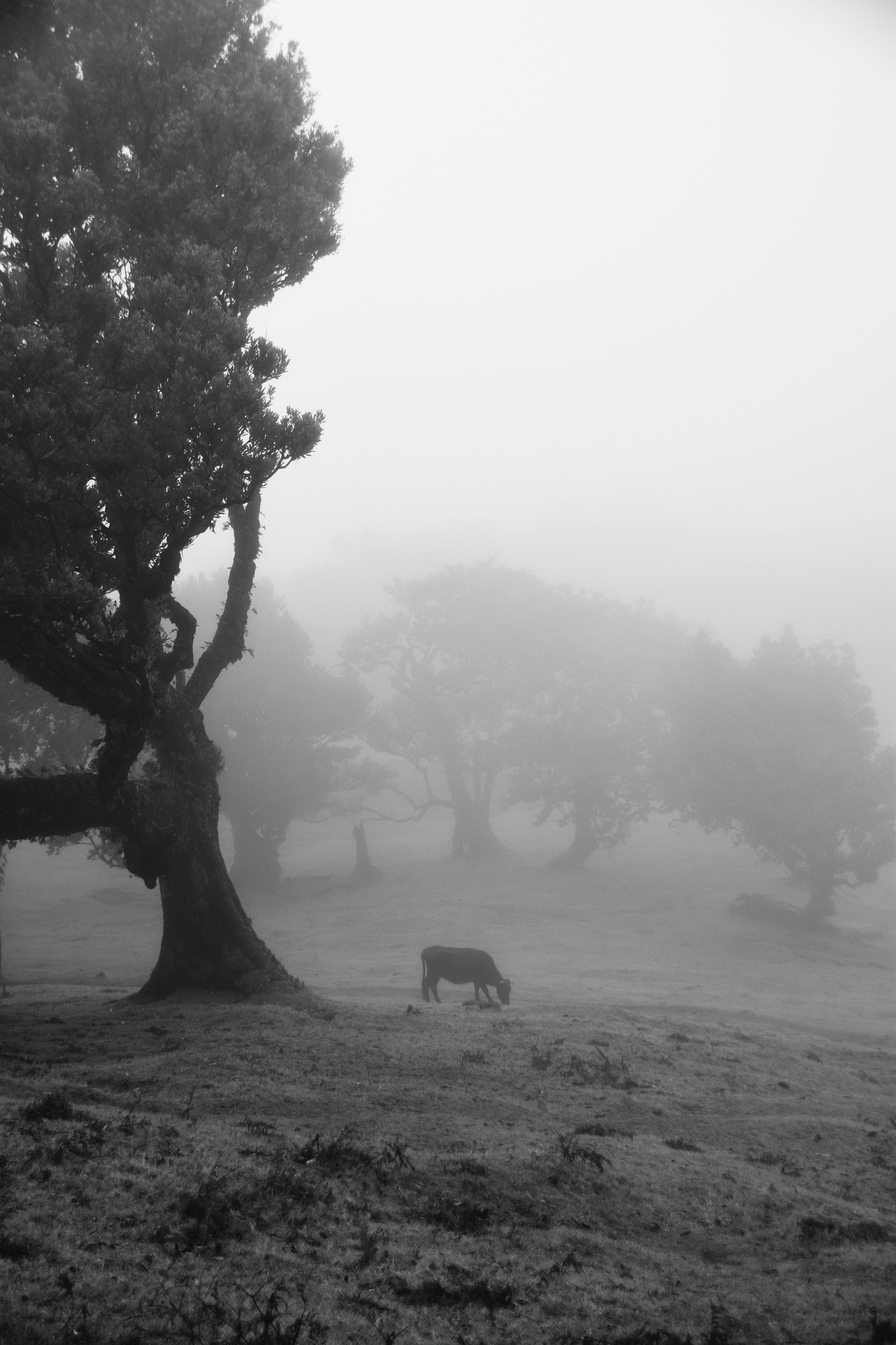 Born from Fire and Sea, the geological birth of Madeira