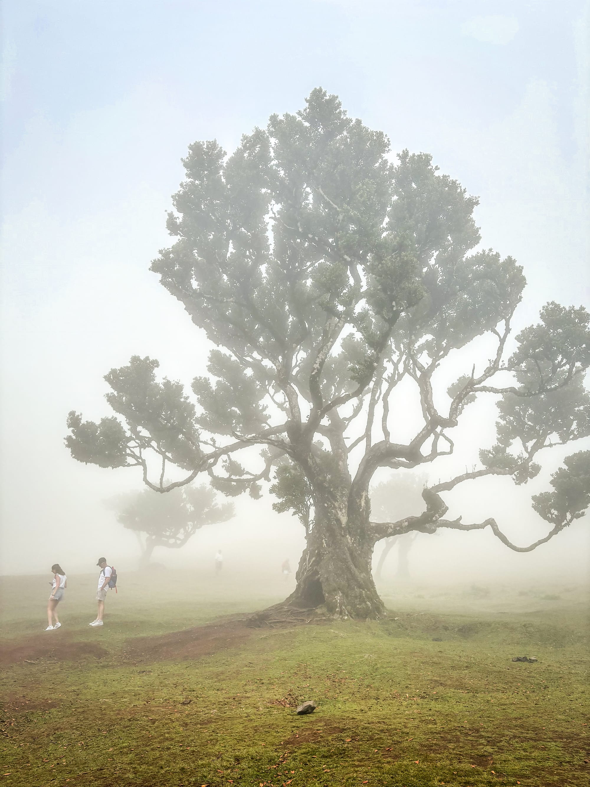 Lorna and friends in Madeira