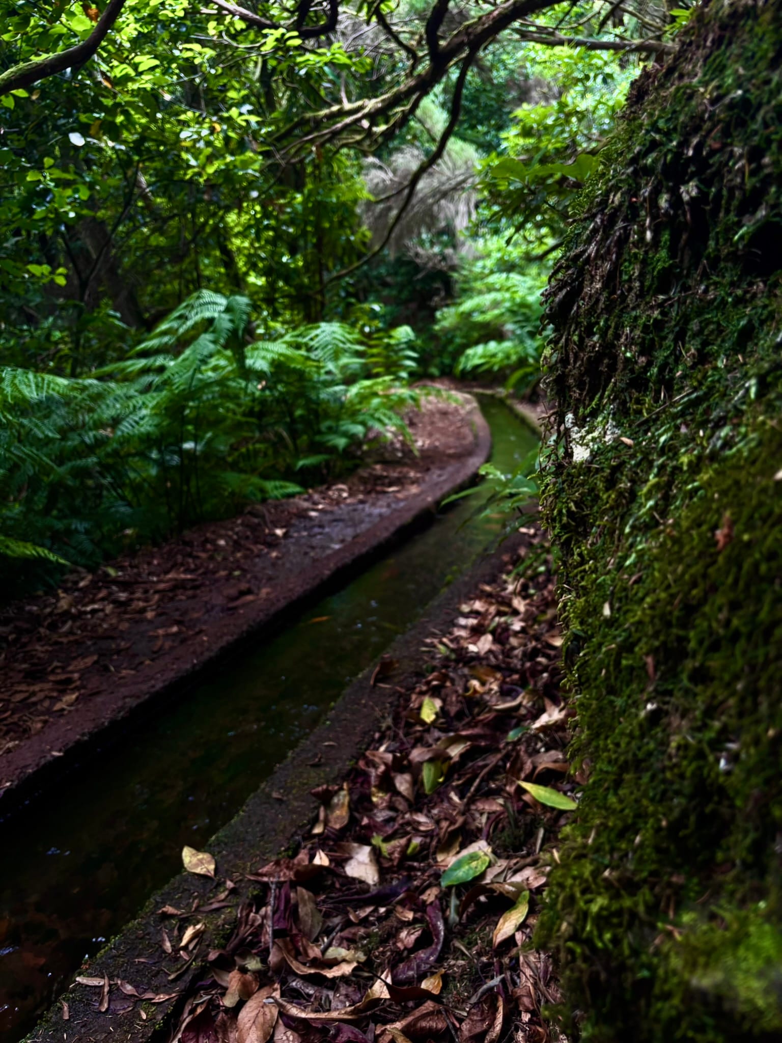 Vito's & Friends itinerary on Madeira Island